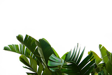 Group of big green banana leaves of exotic palm tree in sunshine on white background. Tropical plant foliage with visible texture. Pollution free symbol. Close up, copy space.