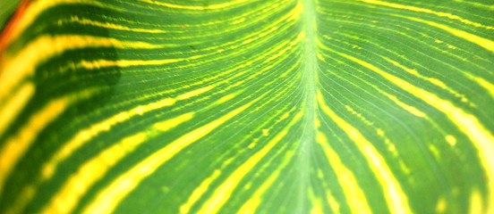 east african palm trees and botanical leaves, abstract green background