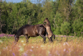 Canvas Print - Foal playing in summer meadows