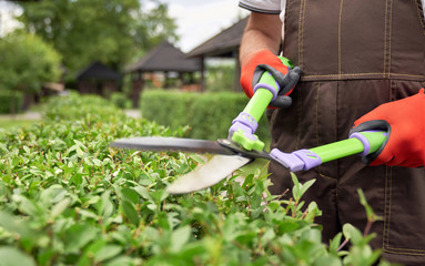 Scissors in hands of man cutting bushes.