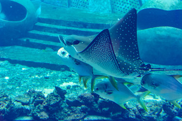 The ocellated eagle ray (Aetobatus ocellatus) is a species of cartilaginous fish in the eagle ray family Myliobatidae. Atlantis, Sanya, Hainan, China.