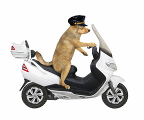 Wall Mural - The beige dog in a black cap is riding a white motorbike. White background. Isolated.