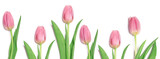 Fototapeta Tulipany - Wonderful pink tulips on a white background.