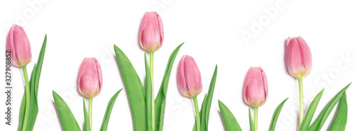 Wonderful pink tulips on a white background.