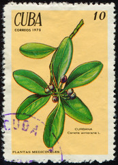 Wall Mural - CUBA - CIRCA 1970: stamp 10 Cuban centavo printed by Republic of Cuba, shows medical plant Canella winterana, flora, circa 1970