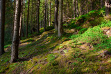 Fototapeta  - wild nature, bright sunlight in summer forest, beautiful landscape in carpathian mountains, spruces on hills