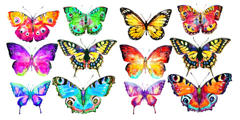 Poster - beautiful color butterflies, set, watercolor,  isolated  on a white