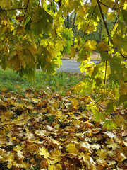  beautiful alley with golden leaves on a sunny autumn day