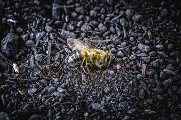 Bee in extermination. Dead bee, conceptual image about pesticides and environmental risks. bee day concept, mass extinction.