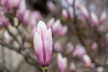  Spring tree flowering - Magnolia flowers blooming on the tree. Slovakia