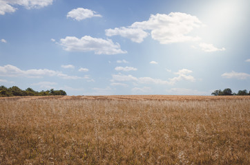 agricultural cereal field in the country