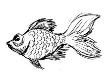 Vector Illustration Of Goldfish