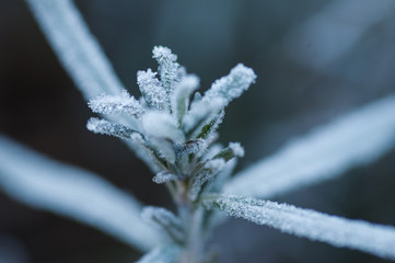 Canvas Print - Plant macro, frost on plants