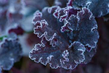 Canvas Print - Plant macro, frost on plants