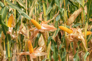 Wall Mural - Corn on the cob in plantation field