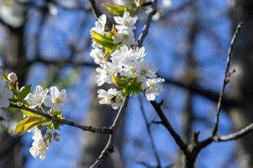 Spring tree flowering. White blooming tree. Slovakia