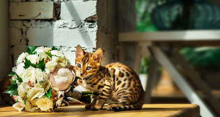 Wall Mural - Bengal kitten smelling bouquet of flowers by window