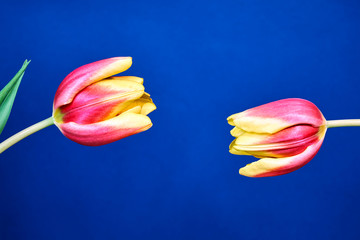 Two red tulips on a blue background.