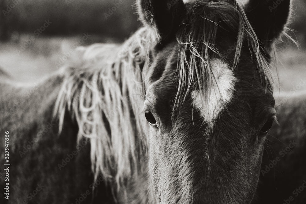 Vintage western quarter horse closeup. - obrazy, fototapety, plakaty 