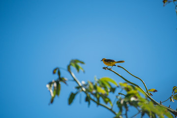 Wall Mural - Yellow bird standing on a branch at the top of a tree on a blue sky background