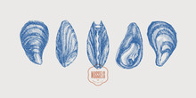 Seafood. Set Of Hand-drawn Mussels From Different Foreshortening Vector Illustration. Seashells In Engraving Style On A Light Background. The Menu Design Element Of A Fish Restaurant, Market Or Store.