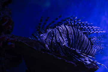 Lion fish close up nature sea fish wild life ocean aquarium blue background