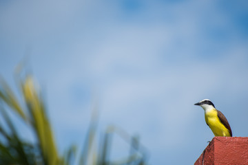 Wall Mural - Bright Bird standing on a red concrete