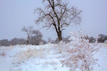 snowy open field