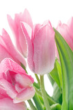 Fototapeta Tulipany - spring tulips with fresh dew drops on white background