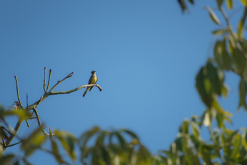 Wall Mural - Yellow bird standing on a branch at the top of a tree on a blue sky background
