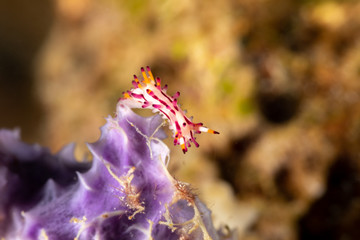 Canvas Print - The most beautiful underwater snails of the Indian and Pacific Ocean