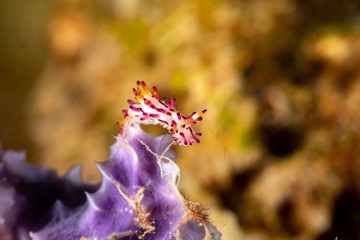 Canvas Print - The most beautiful underwater snails of the Indian and Pacific Ocean