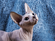 Sphynx Cat Half Yawn Free Stock Photo - Public Domain Pictures