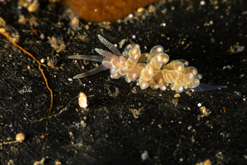 Canvas Print - The most beautiful underwater snails of the Indian and Pacific Ocean