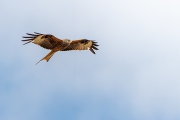 Canvas Print - Low angle shot of an eagle flying under a clear blue sky - freedom and power concept