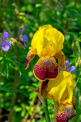 Poster - Iris variegata known as Hungarian iris in British park - London, UK