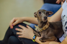 Italian Greyhound Dog In Girl's Hand, Selective Focus