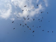 Number Of Black Birds Flying In The Blue Sky - Perfect For Background
