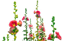 Hollyhock Or Alcea Flowers Isolated On White Background, Clipping Path Included.