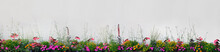 Large Detailed Colorful Horizontal Panoramic Blooming Flower Bed Closeup Magenta Purple, Red Pink, Orange, Yellow Annual Flowers Flowerbed Panorama, Flowering Garden Plot Banner, Beige Wall Background