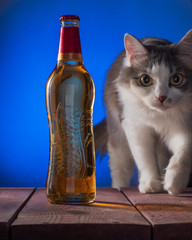 Fluffy young cat steps forward with a bottle of drink next to it