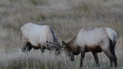 Wall Mural - Two young Bull Elk sparring in the Rocky Mountains