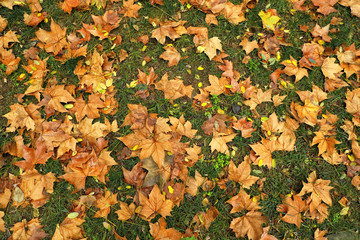 Wall Mural - close up green grass landscape and fallen autumn leaves