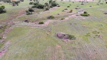 Herd Of Zebras And Warthogs In An Open Plain, Aerial View.