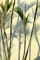 Wall Mural - Group of close up decorative palm trees and their shadows on building exterior wall