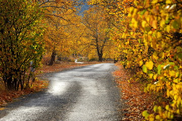 Wall Mural - Landscape image of dirt countryside dirt road with colorful autumn leaves and trees in forest of Mersin, Turkey