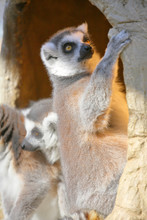 Ring-tailed Lemur Relaxing In A Hideaway