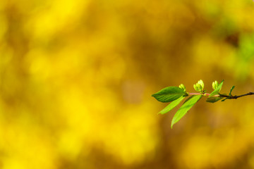 Wall Mural - background with green leaves