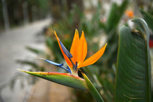 Orange Flower With Sharp Petals Bird Of Paradise In The Park