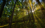 Fototapeta Krajobraz - sun rays in green forest